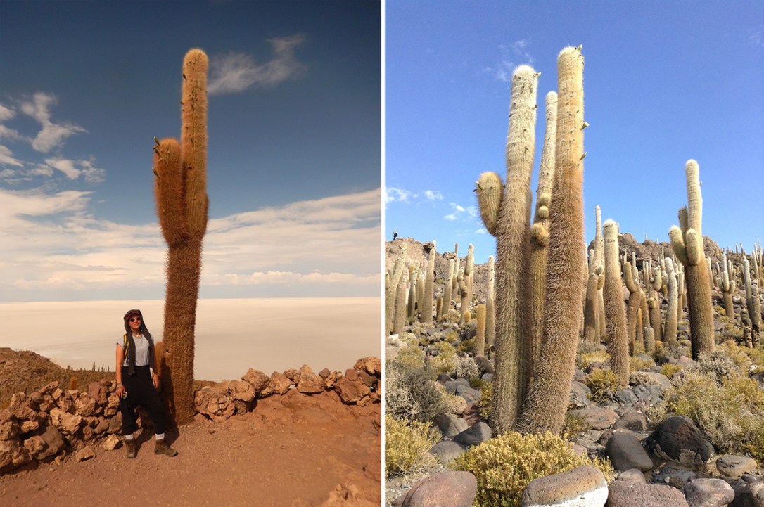 cactus+