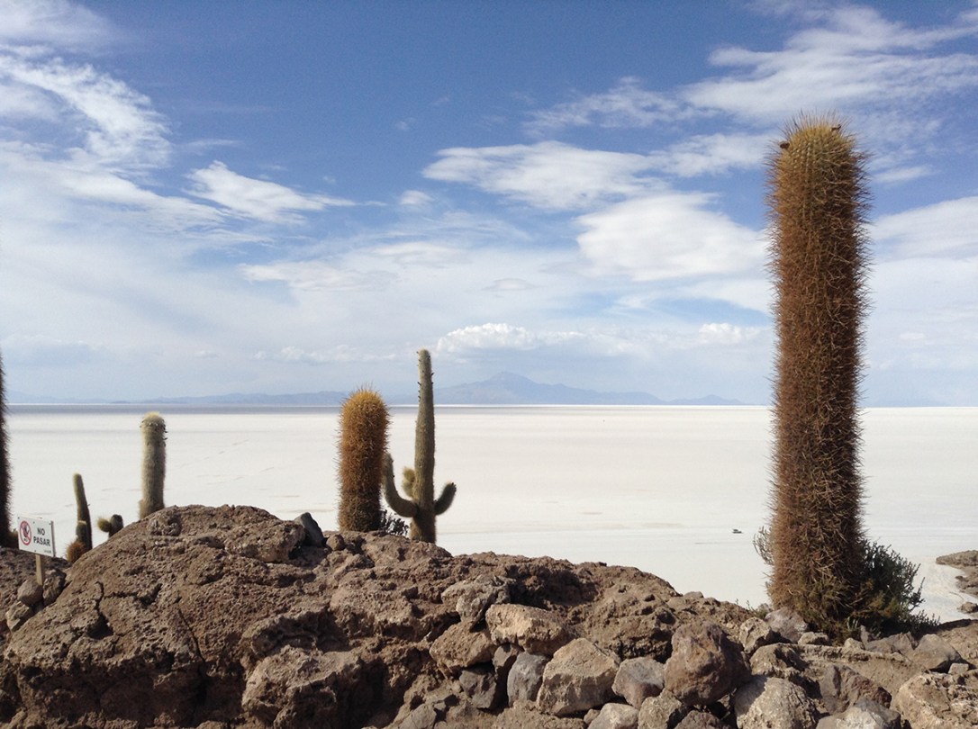 cactush