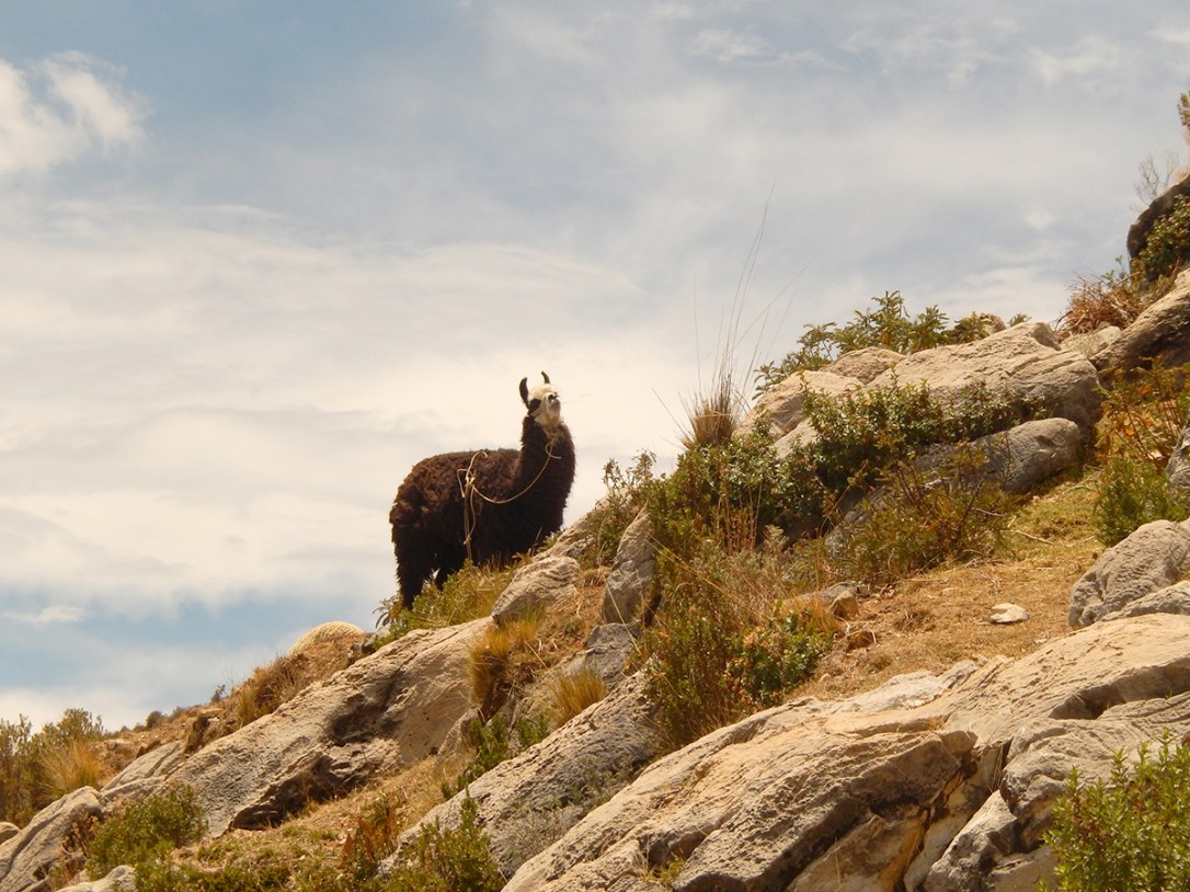 lama